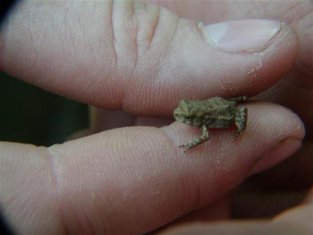 2:Mr froggy.JPG