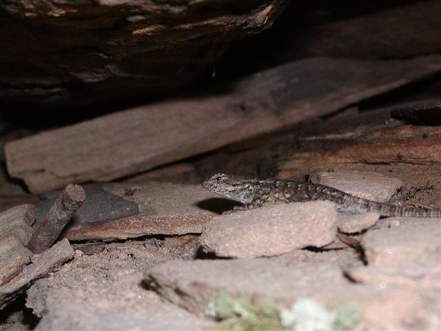 3:Mr lizard 2.JPG