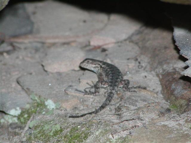4:Mr lizard.JPG