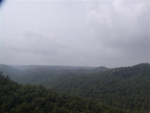 44:treeeees.jpg