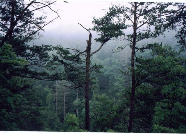 31:p033.jpg