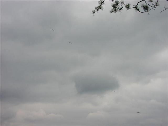 17:rr 019.jpg