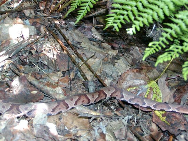 117:P1010243.jpg