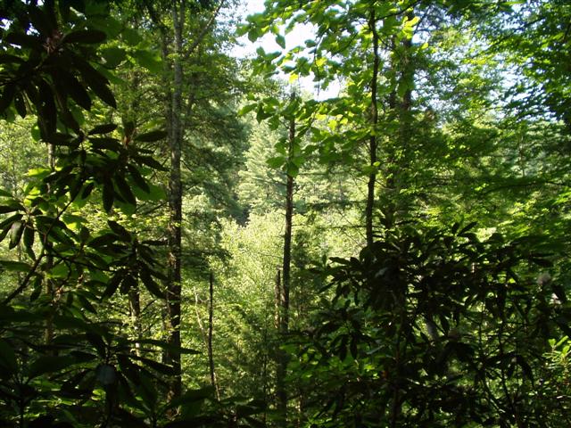 0:rrgorge6_2829_03 001.jpg