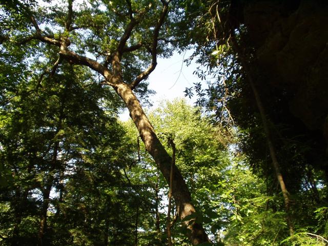 3:rrgorge6_2829_03 004.jpg