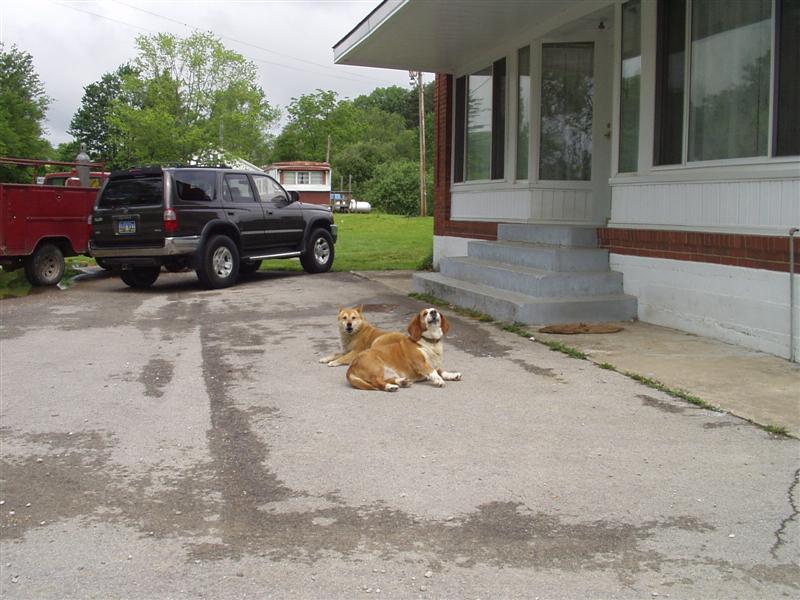 Dogs watching the traffic in downtown Pine Ridge, KY<br>58:Picture074.jpg