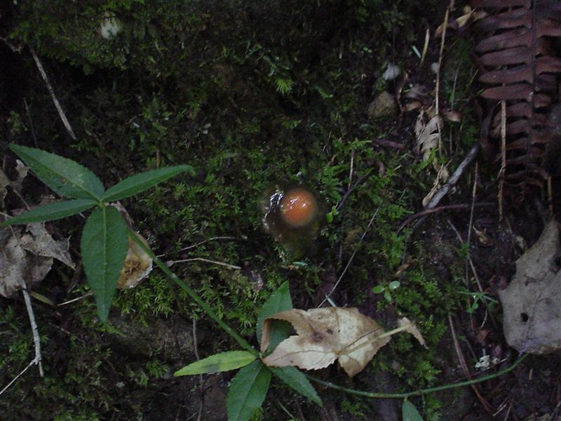 A unidentified apparently organic item growing on the trail.<br>21:DSC01046.JPG