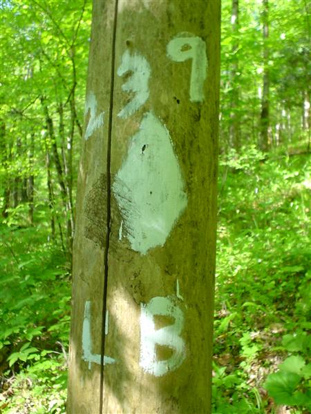 Trail 239 Lost Branch;<br>20:DSC02744.JPG
