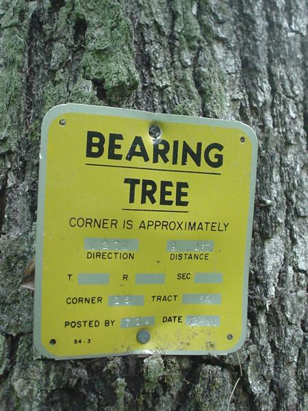 Bearing Tree;<br>34:DSC02760.JPG