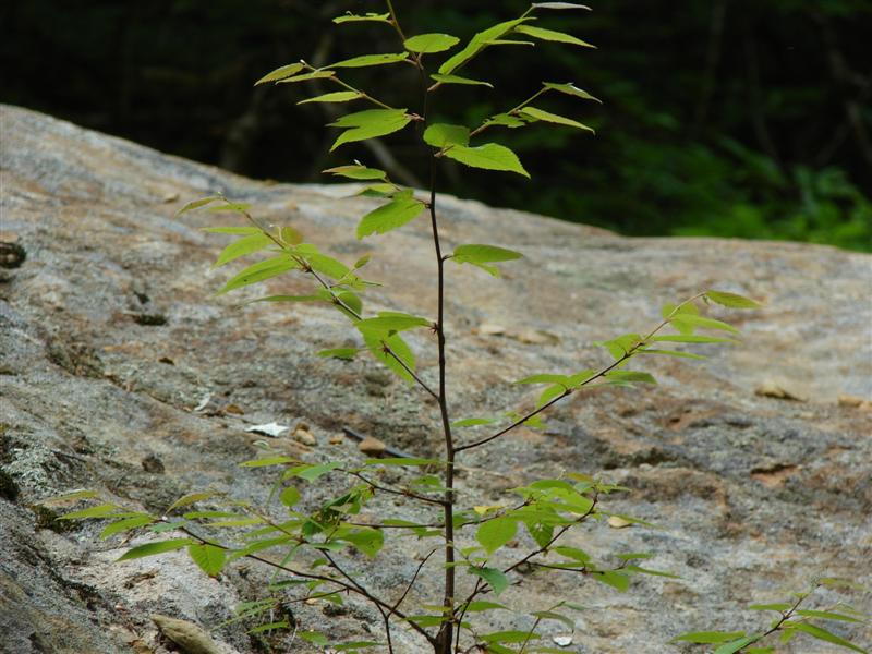 9:gorge607027.jpg