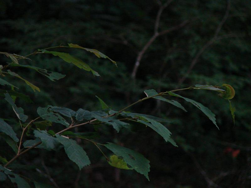 12:gorge607035.jpg