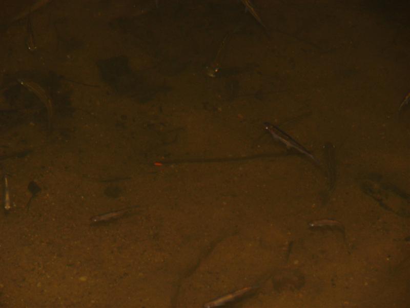 37:gorge607110.jpg