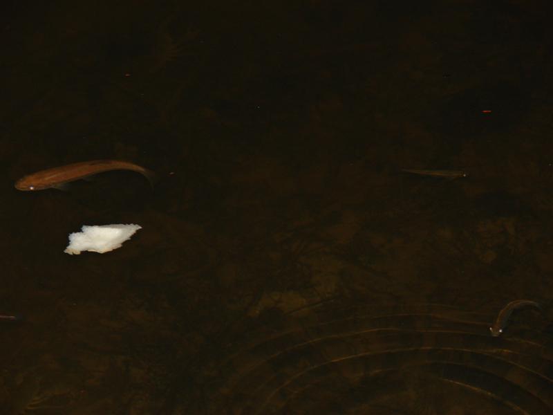 38:gorge607111.jpg