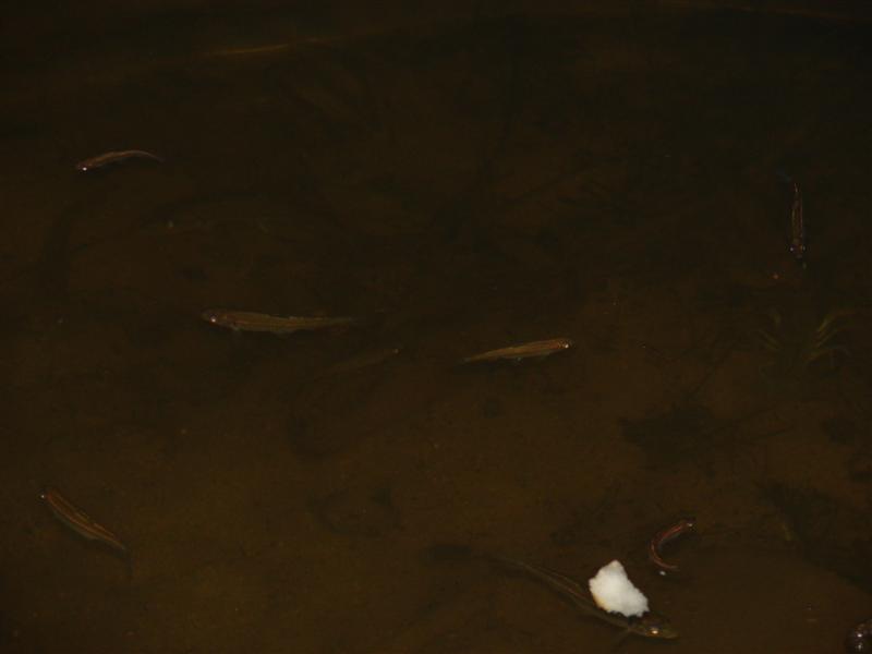 39:gorge607112.jpg