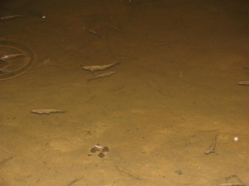 41:gorge607115.jpg