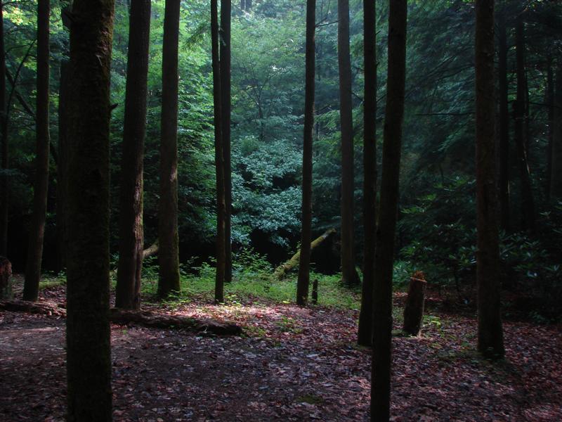 45:gorge607121.jpg