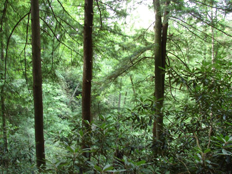71:gorge607159.jpg