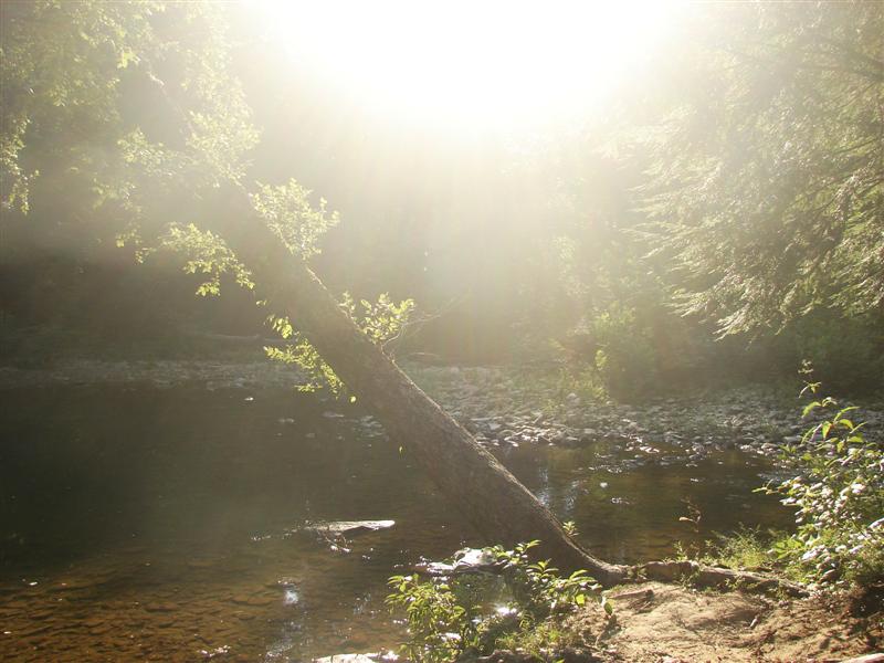 9:redbyrd09010.jpg
