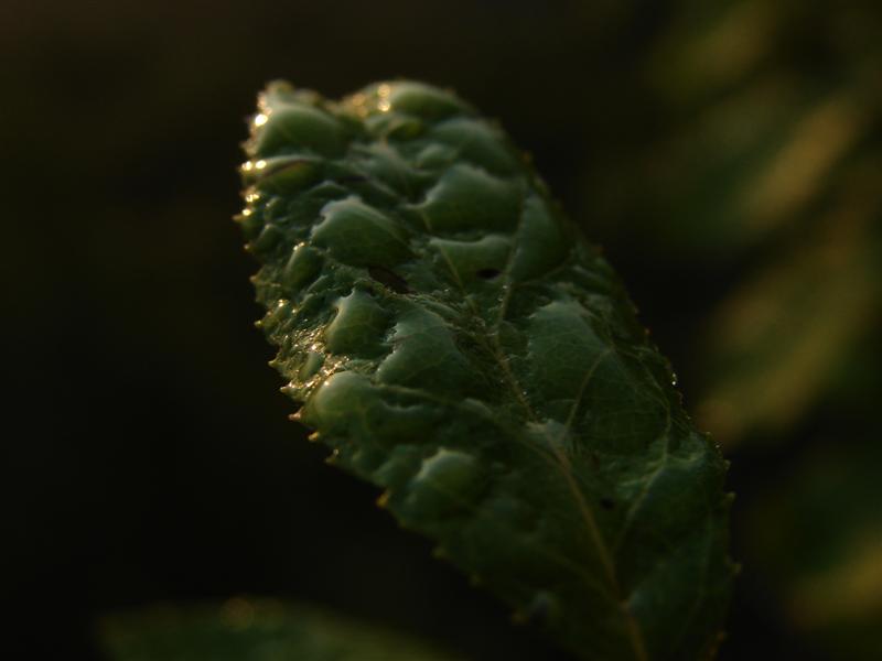 106:redbyrd09112.jpg