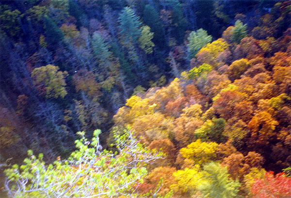 Looking down on the treetops<br>18:99-020.jpg
